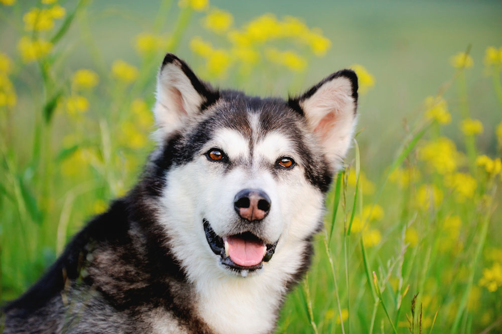 Alaskan Malamute Dog Face