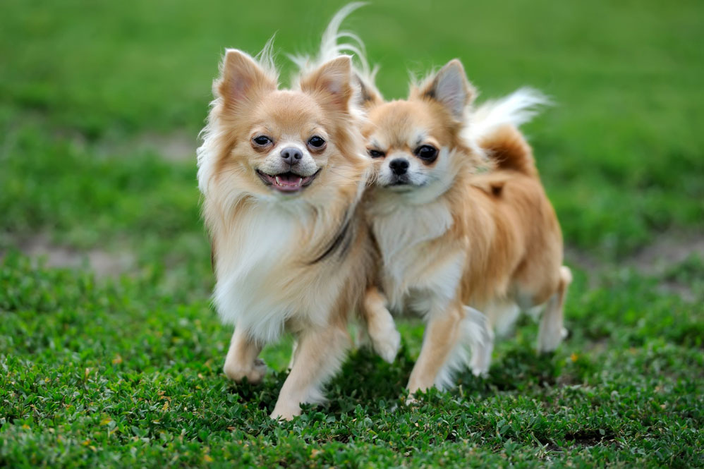 Longhair Chihuahua Dogs