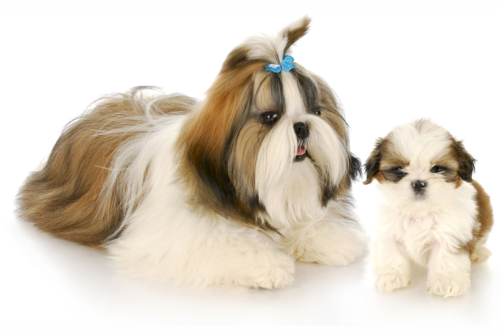 Shih Tzu Mother and Puppy